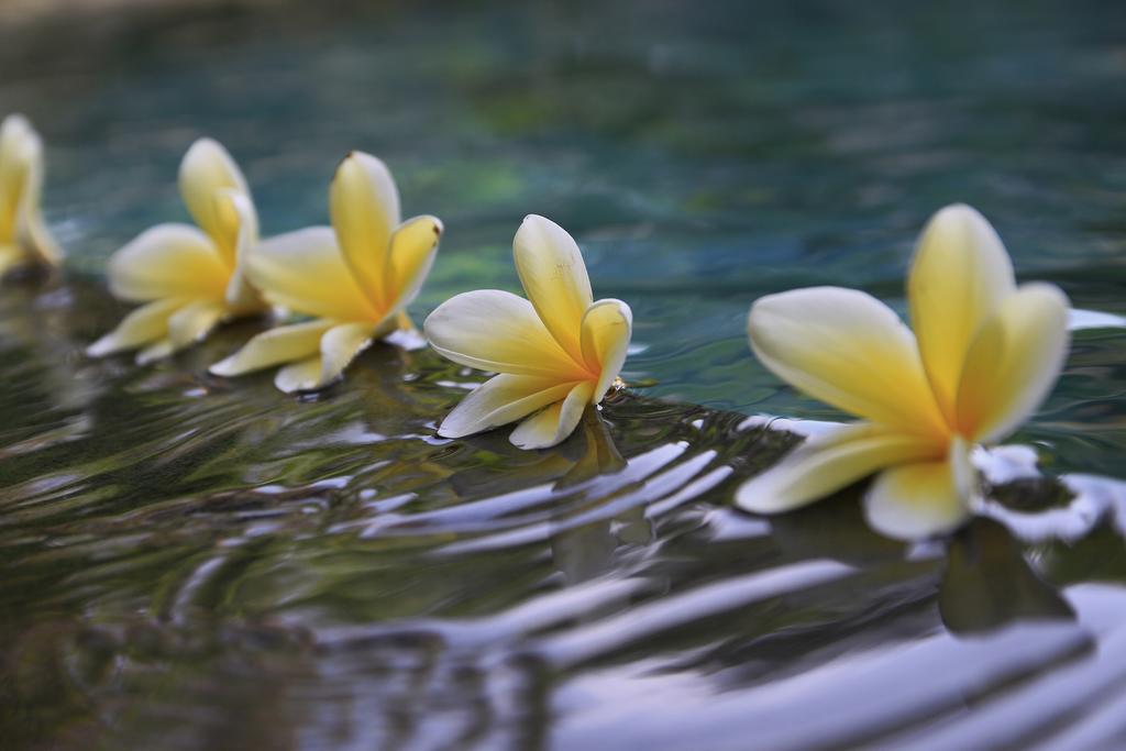 Syailendra Villa Ubud (Bali)